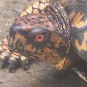 Meet your Posher, Sharon